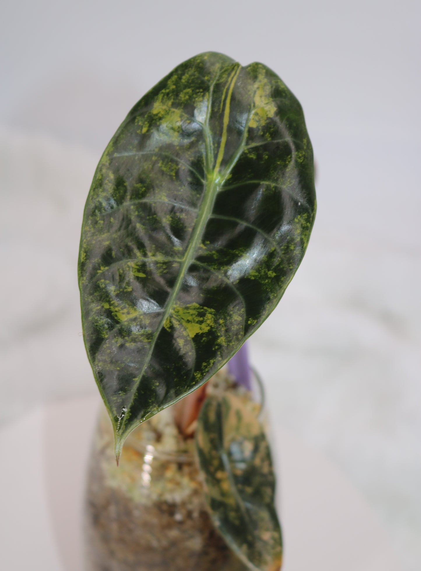 Alocasia Sedenii Latte