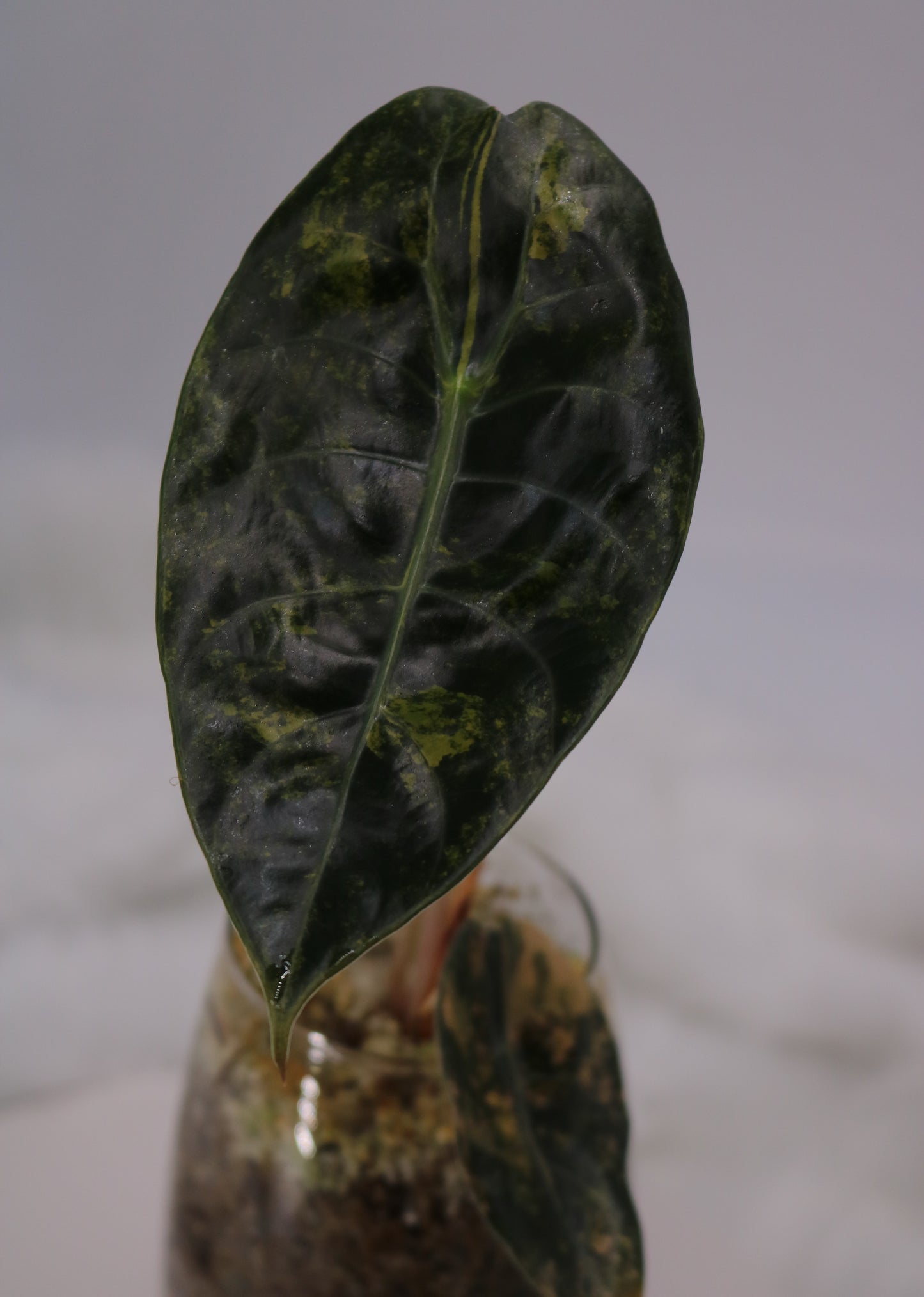 Alocasia Sedenii Latte