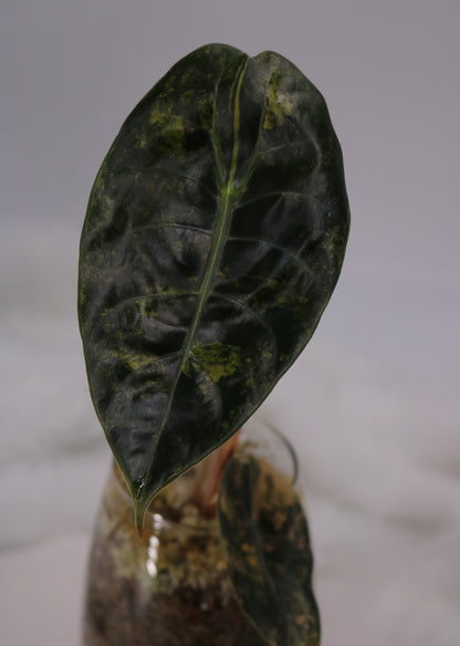 Alocasia Sedenii Latte