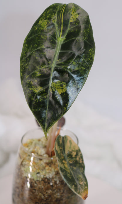 Alocasia Sedenii Latte