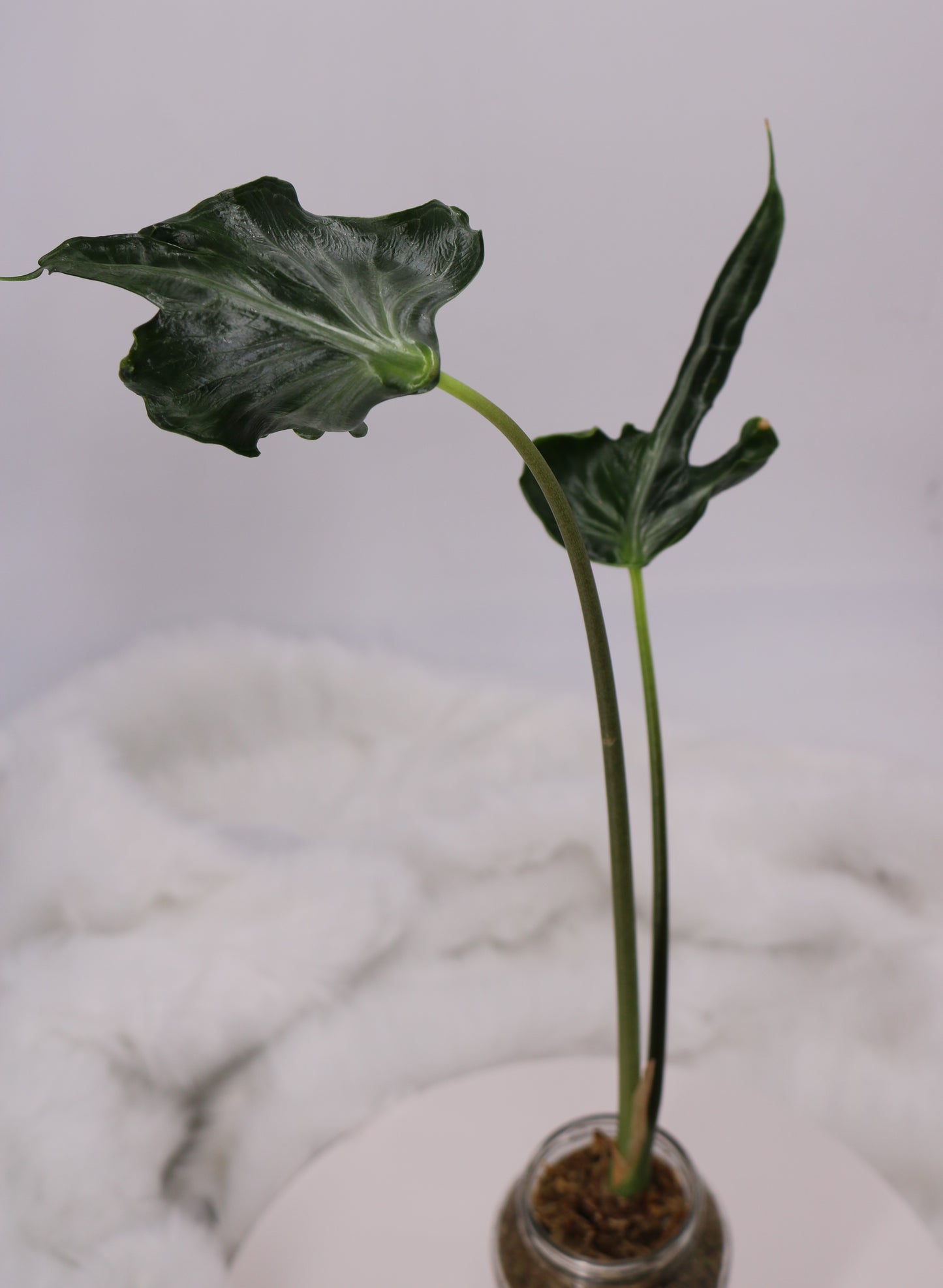 Alocasia Teletubbies