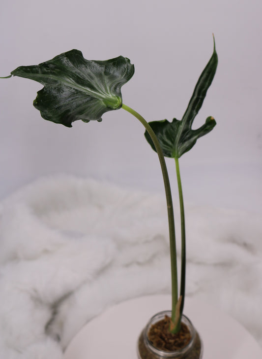 Alocasia Teletubbies