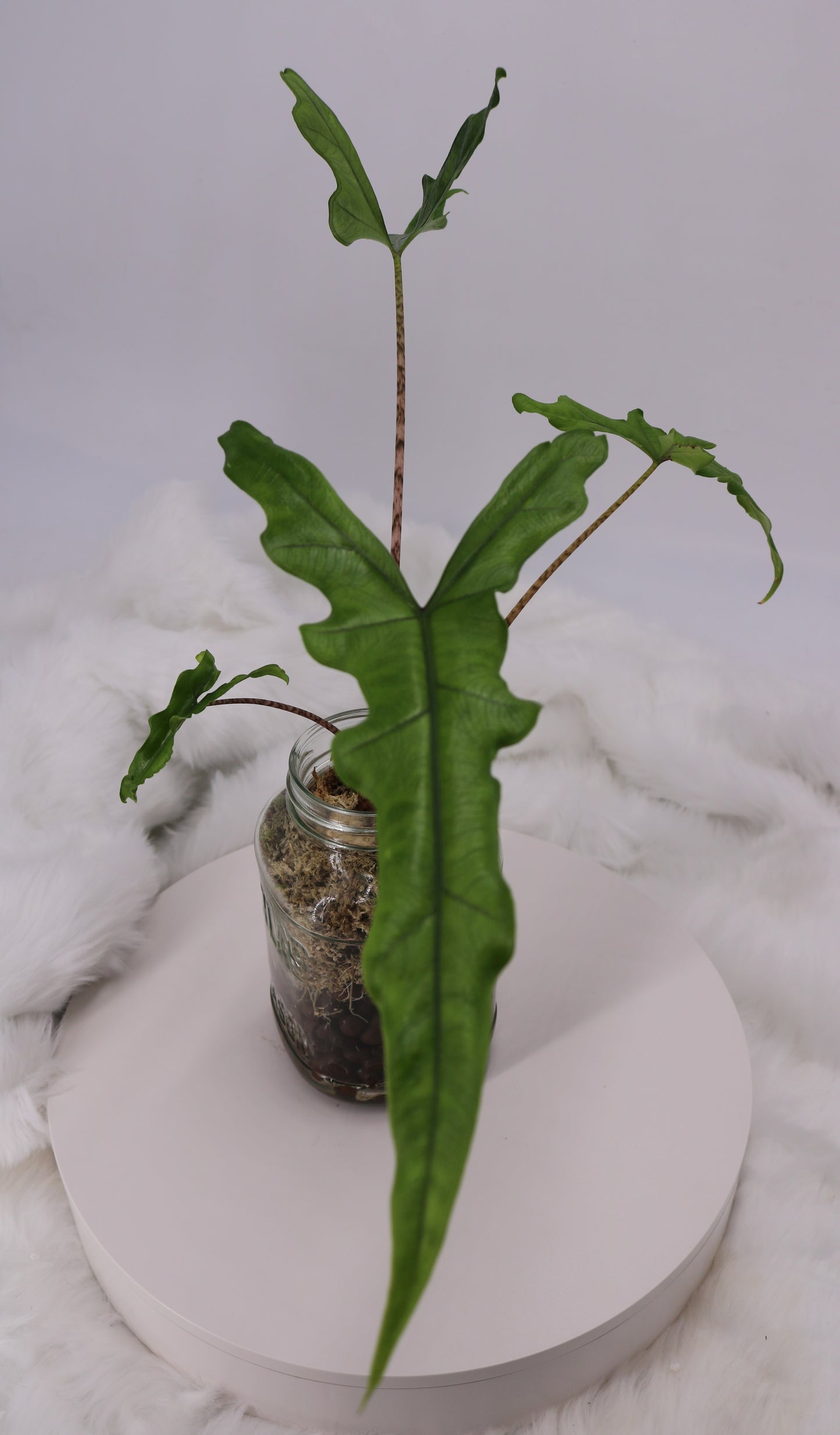 Alocasia Sabrina sp. Narrow