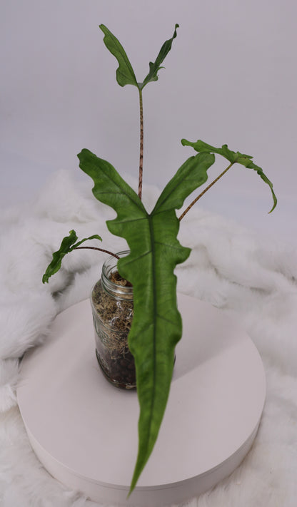 Alocasia Sabrina sp. Narrow