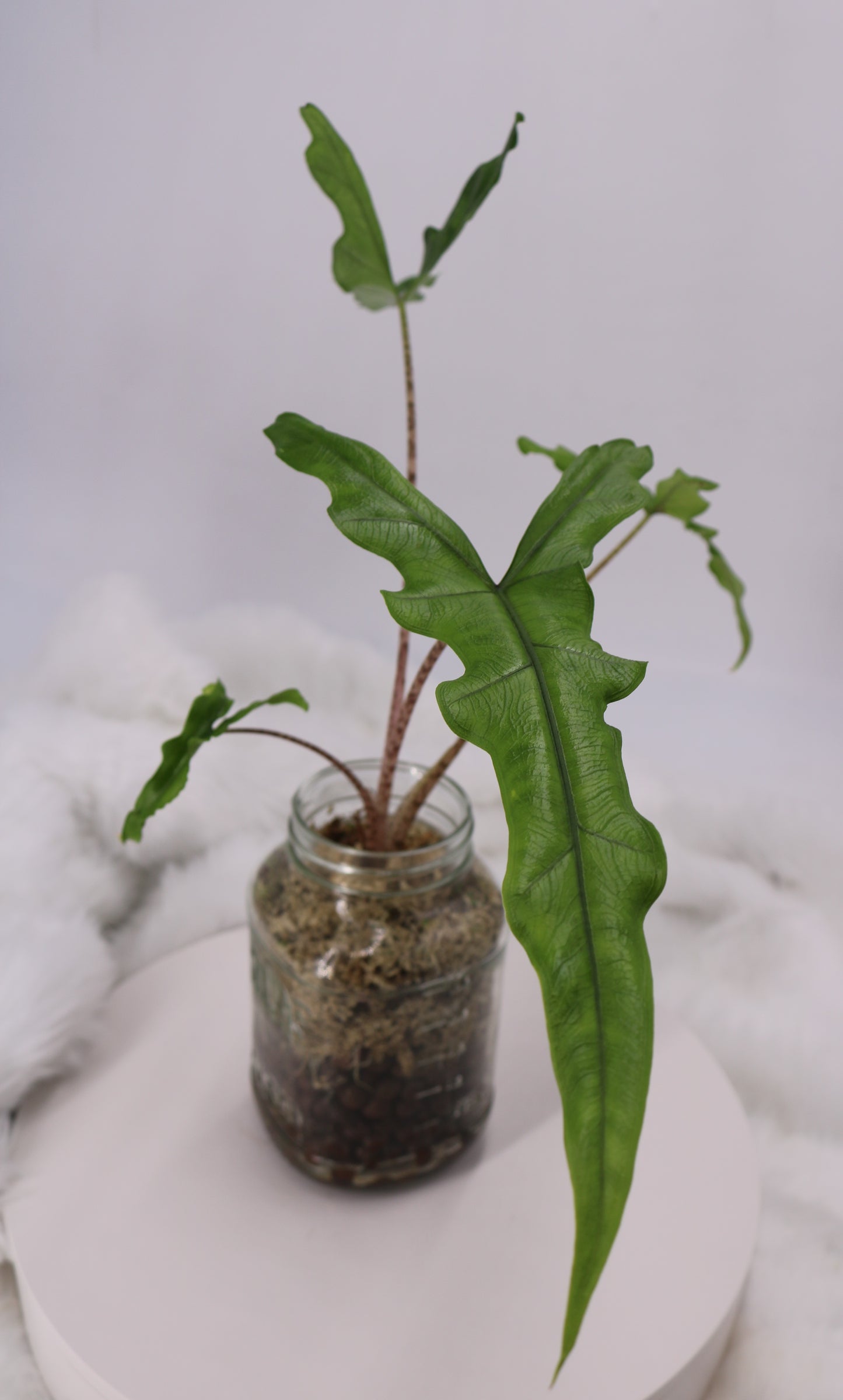 Alocasia Sabrina sp. Narrow