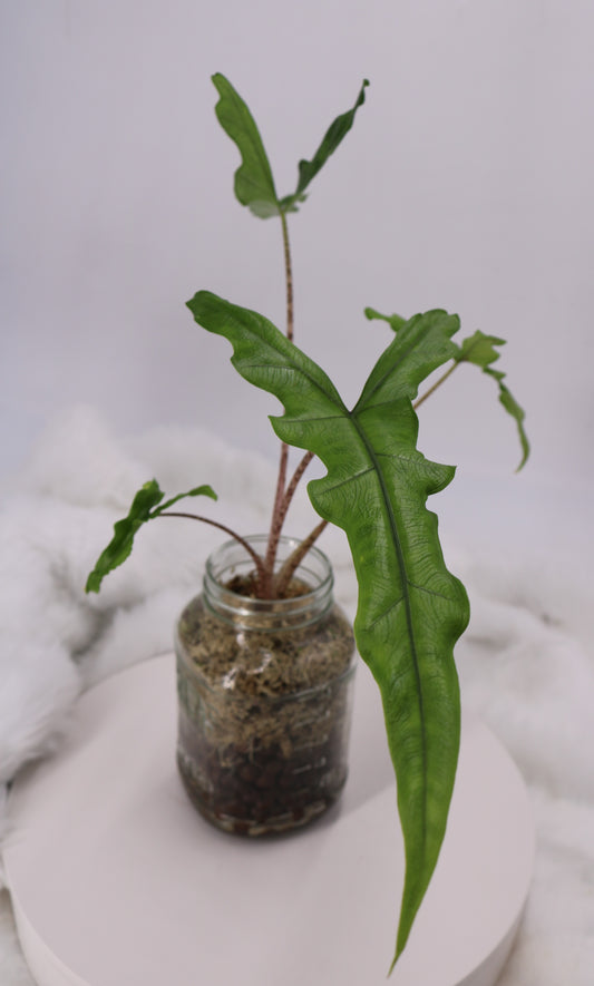 Alocasia Sabrina sp. Narrow