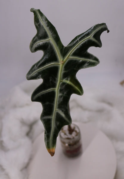 Alocasia Pink Nobilis Variegated