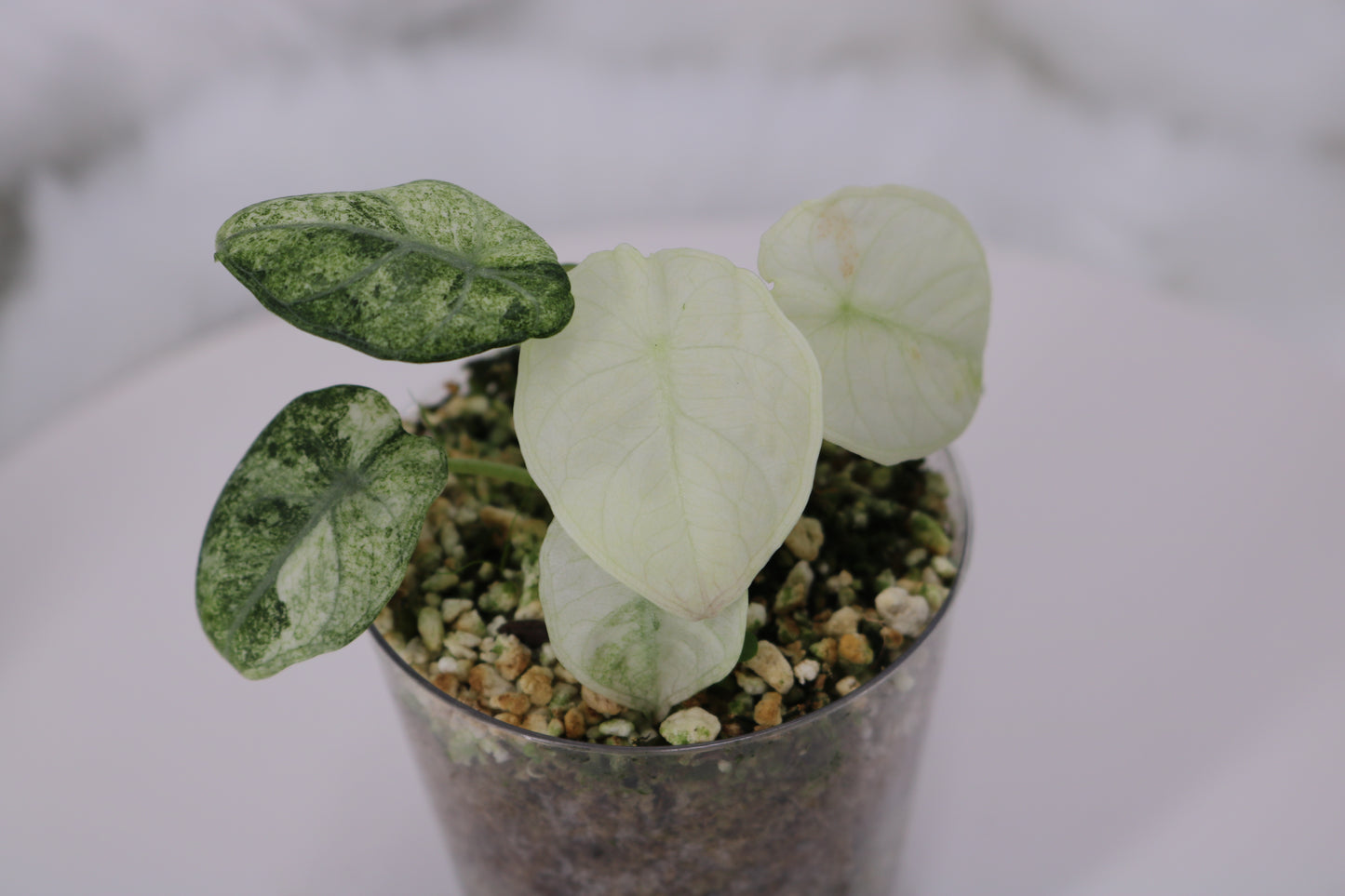 Alocasia Ninja Tri color Variegated