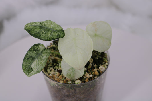 Alocasia Ninja Tri color Variegated