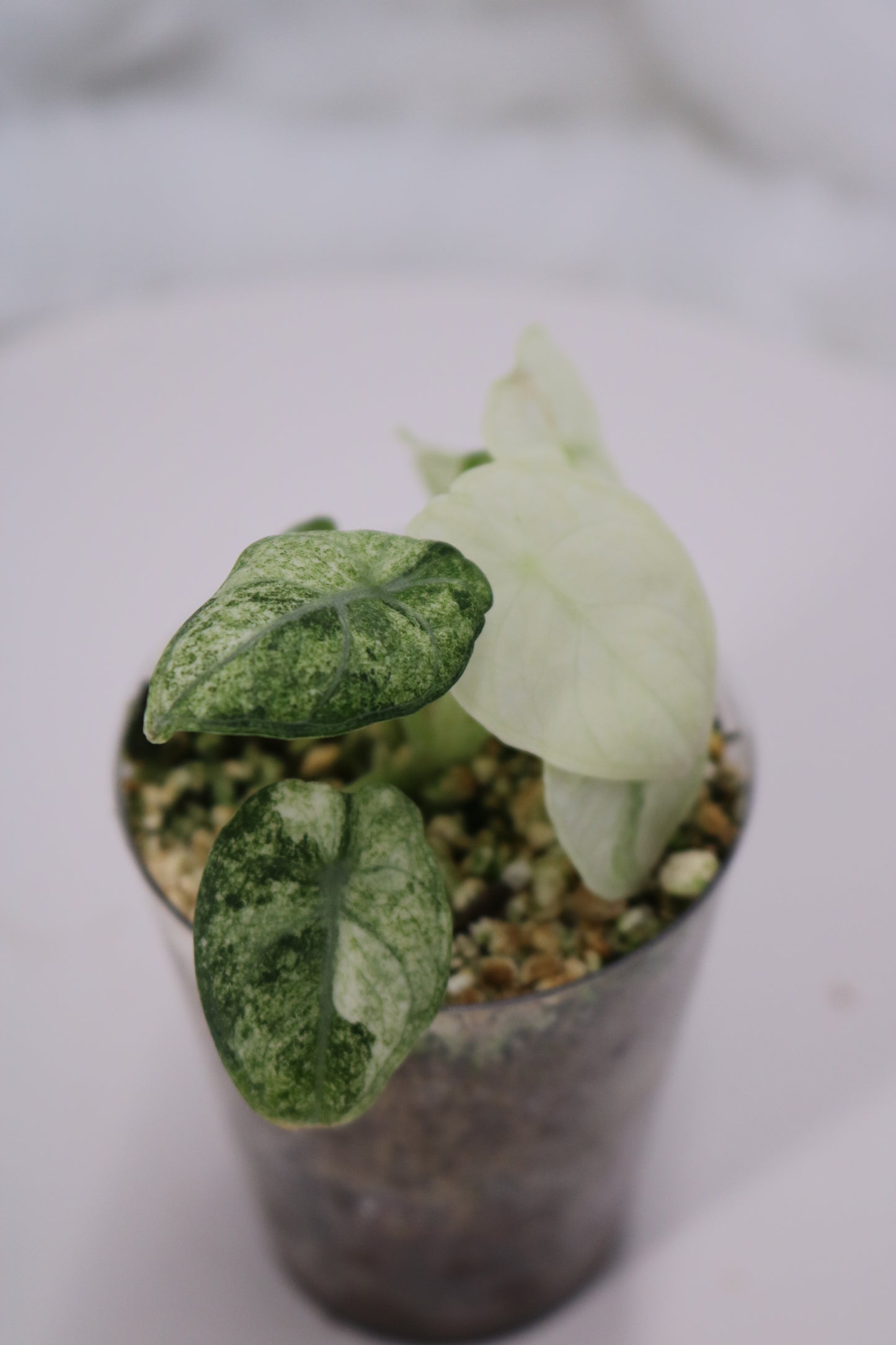 Alocasia Ninja Tri color Variegated