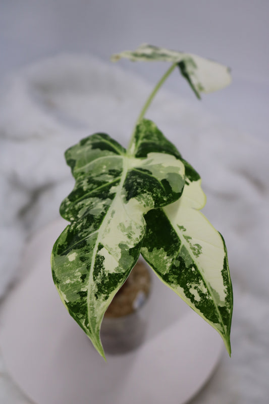 Alocasia Frydek Variegated Mutant