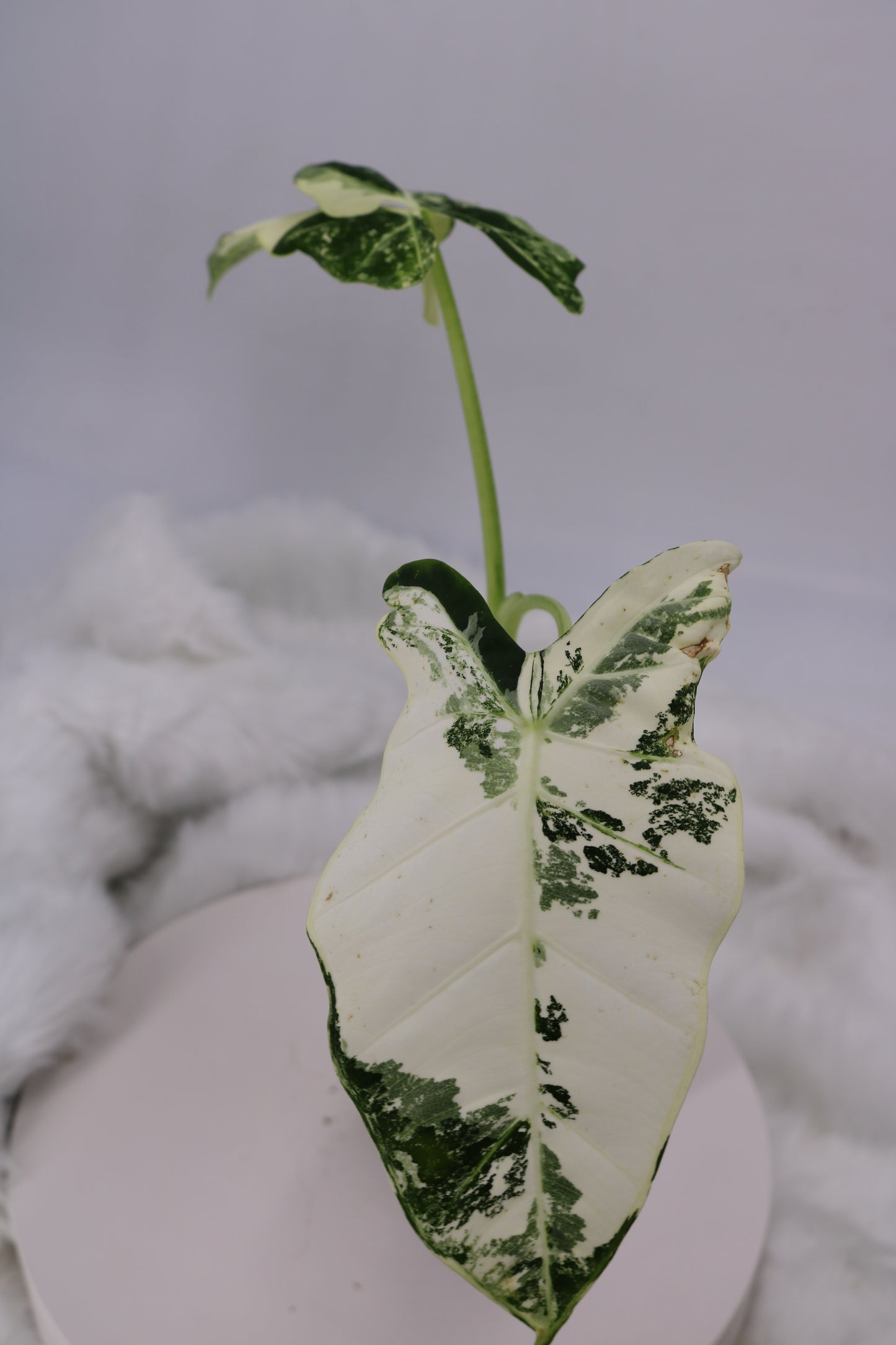 Alocasia Frydek Variegated Mutant