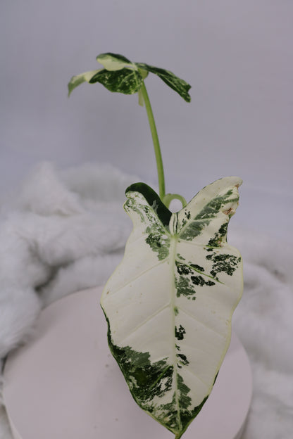 Alocasia Frydek Variegated Mutant