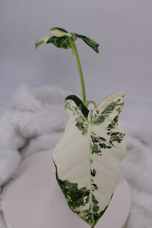 Alocasia Frydek Variegated Mutant