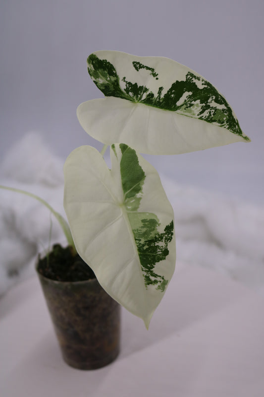 Alocasia Frydek Varigated