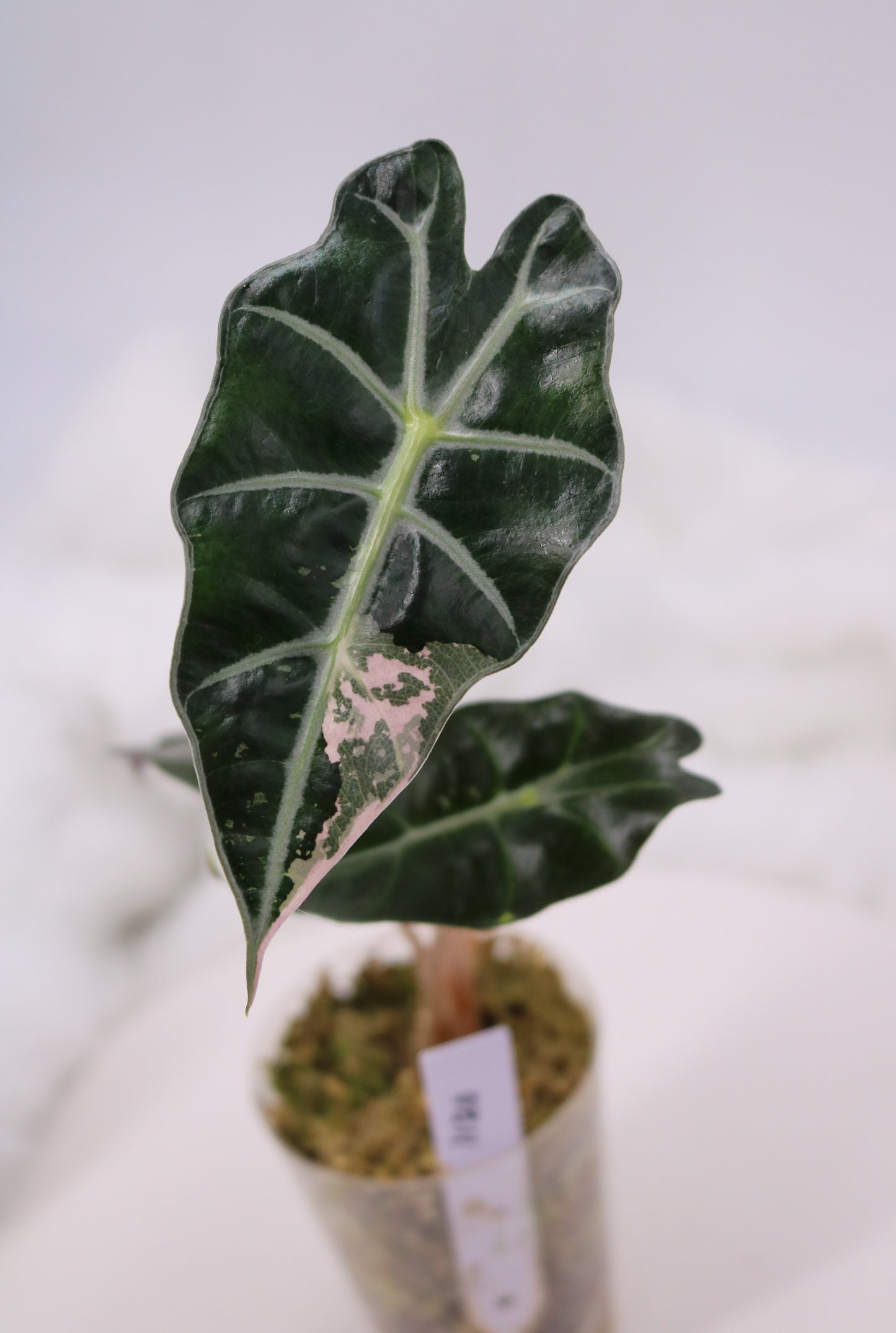 Alocasia Pink Polly