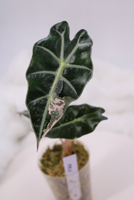 Alocasia Pink Polly