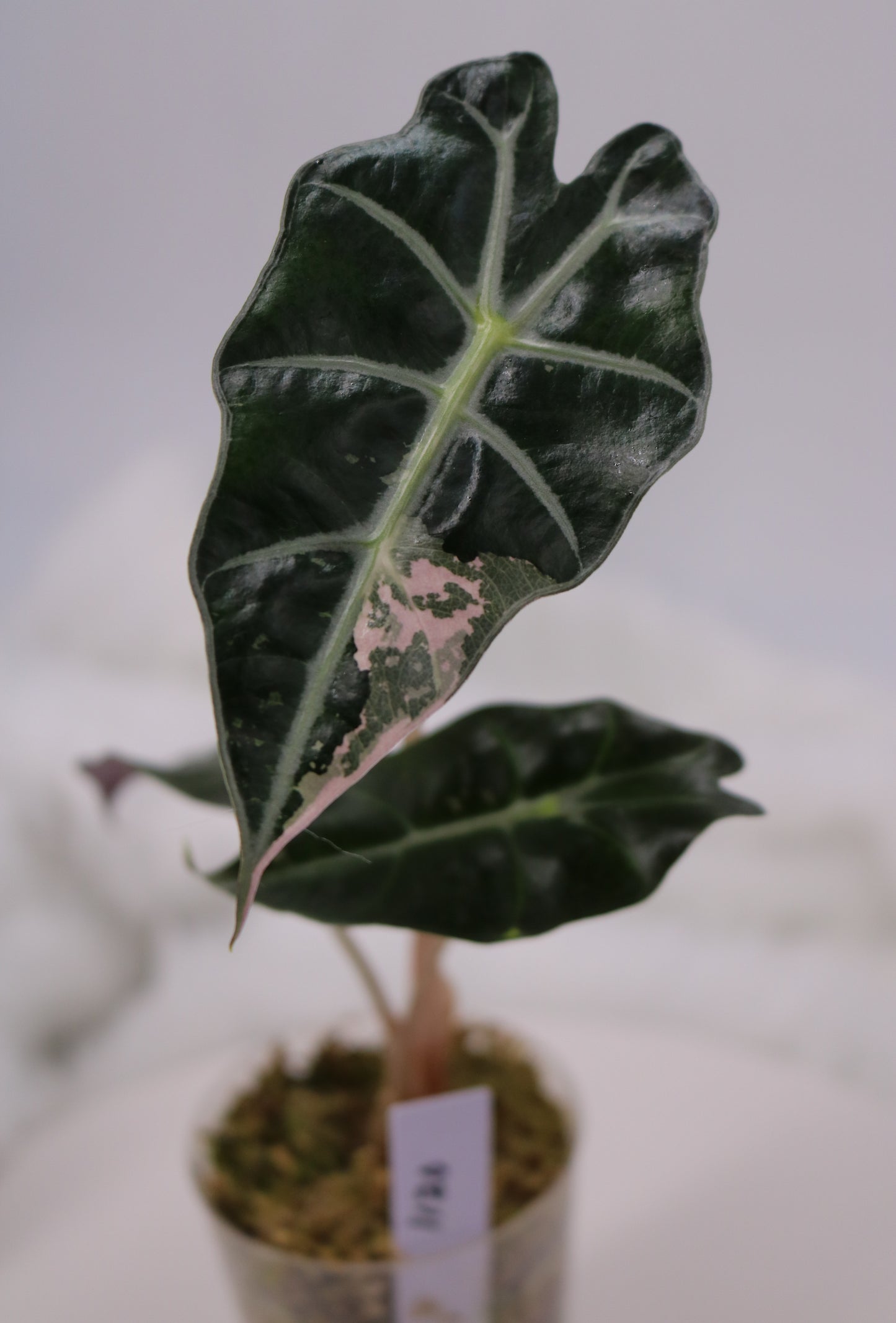 Alocasia Pink Polly