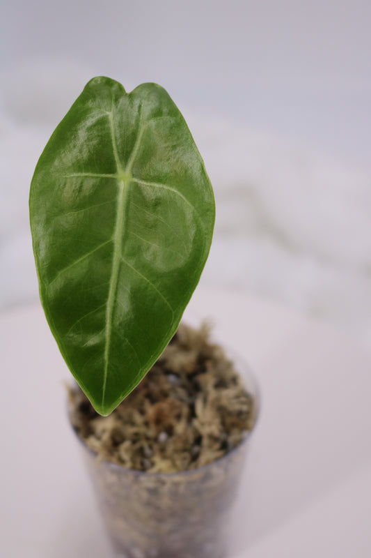 Alocasia Black Satun Pink Bone