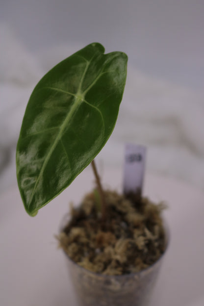 Alocasia Black Satun Pink Bone