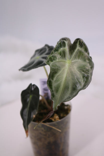 Alocasia Venom