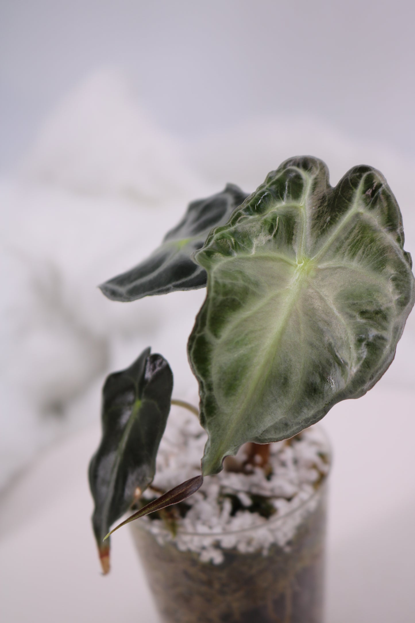 Alocasia Venom