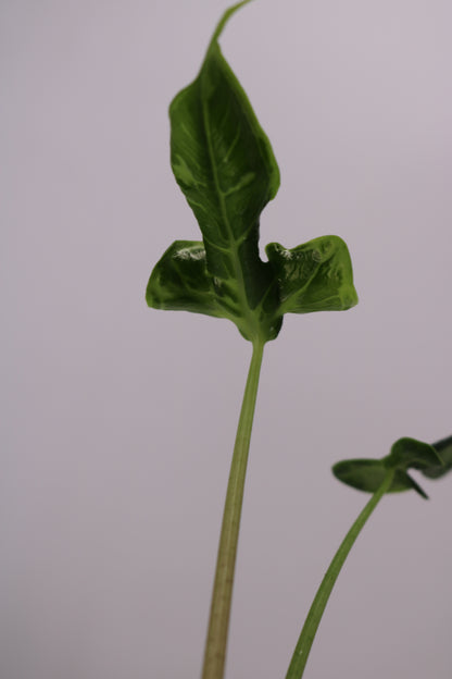 Alocasia Teletubbies