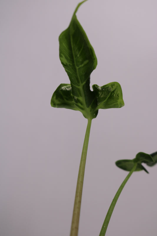 Alocasia Teletubbies