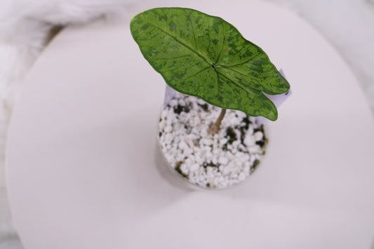 Alocasia Shattered Glass