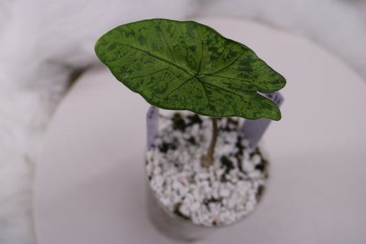 Alocasia Shattered Glass