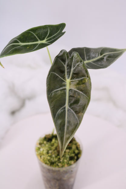 Alocasia Dragons Tooth Variegated