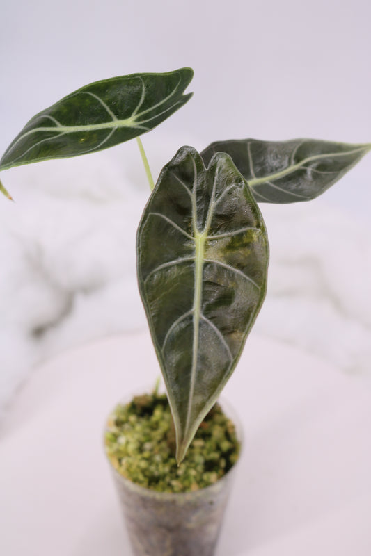 Alocasia Dragons Tooth Variegated