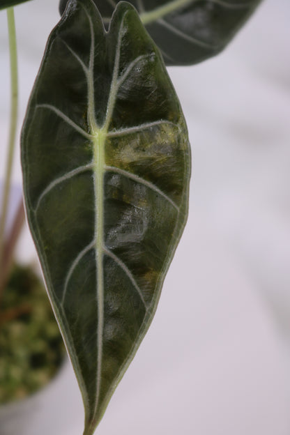 Alocasia Dragons Tooth Variegated