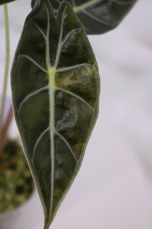 Alocasia Dragons Tooth Variegated