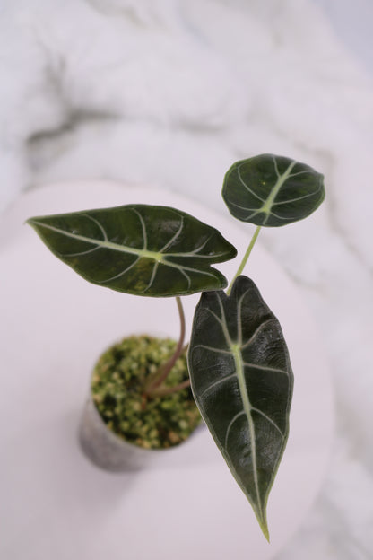 Alocasia Dragons Tooth Variegated