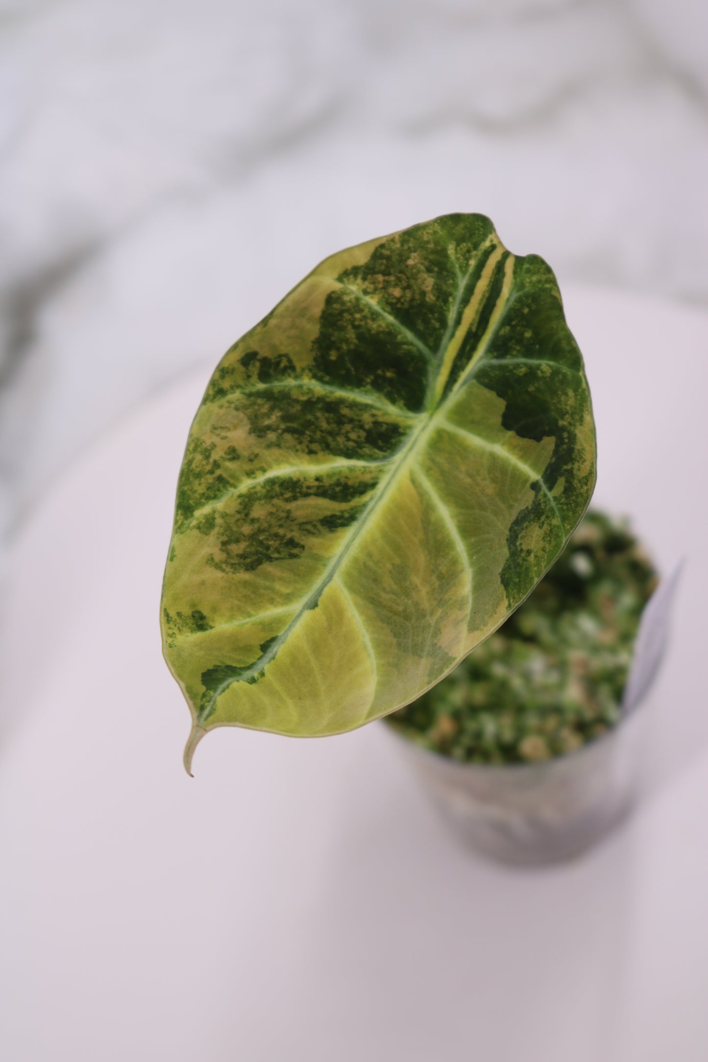 Alocasia Black Velvet Gold BVG