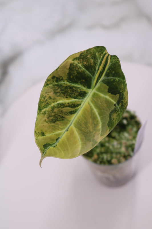 Alocasia Black Velvet Gold BVG