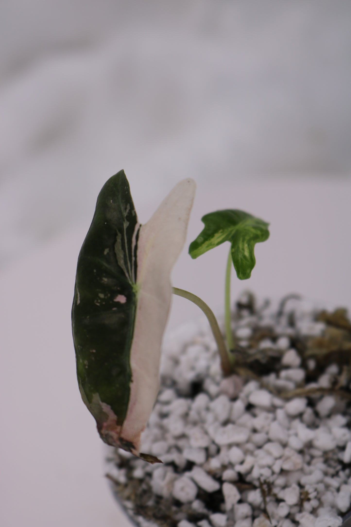 Alocasia Pink Nobilis