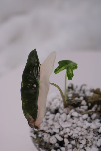 Alocasia Pink Nobilis