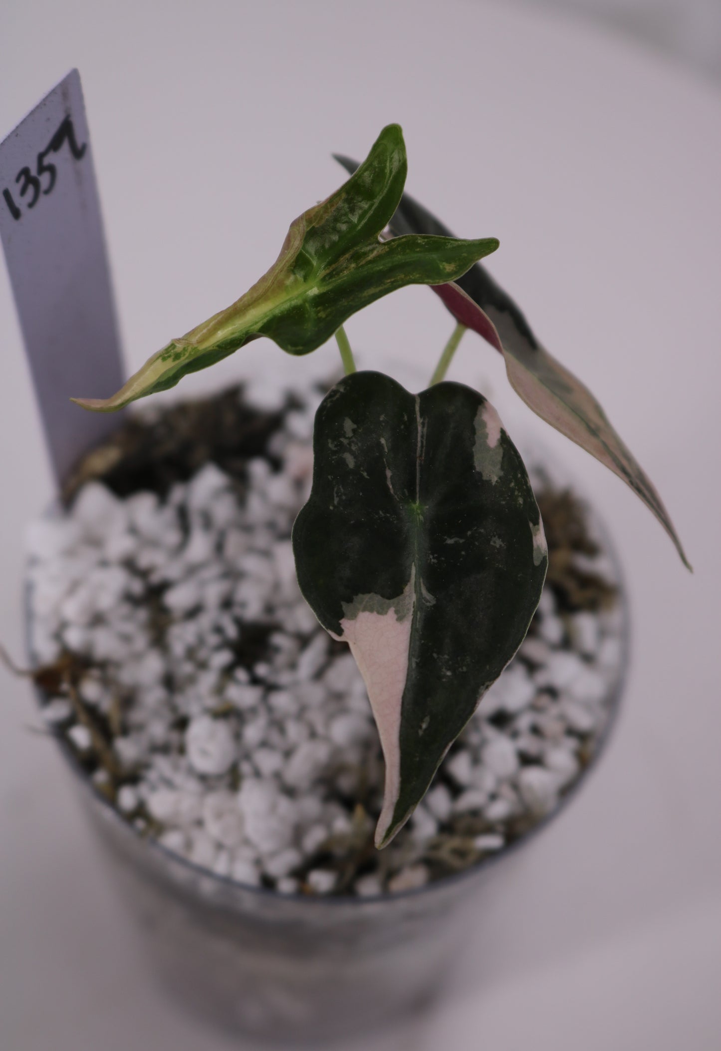 Alocasia Pink Nobilis