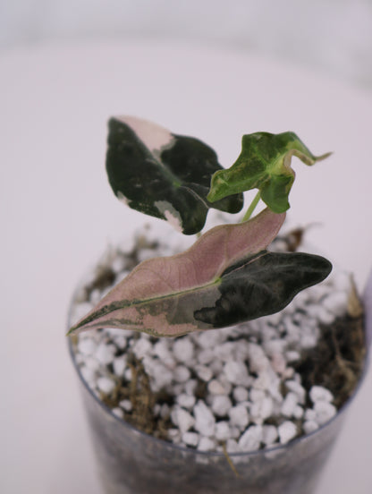 Alocasia Pink Nobilis