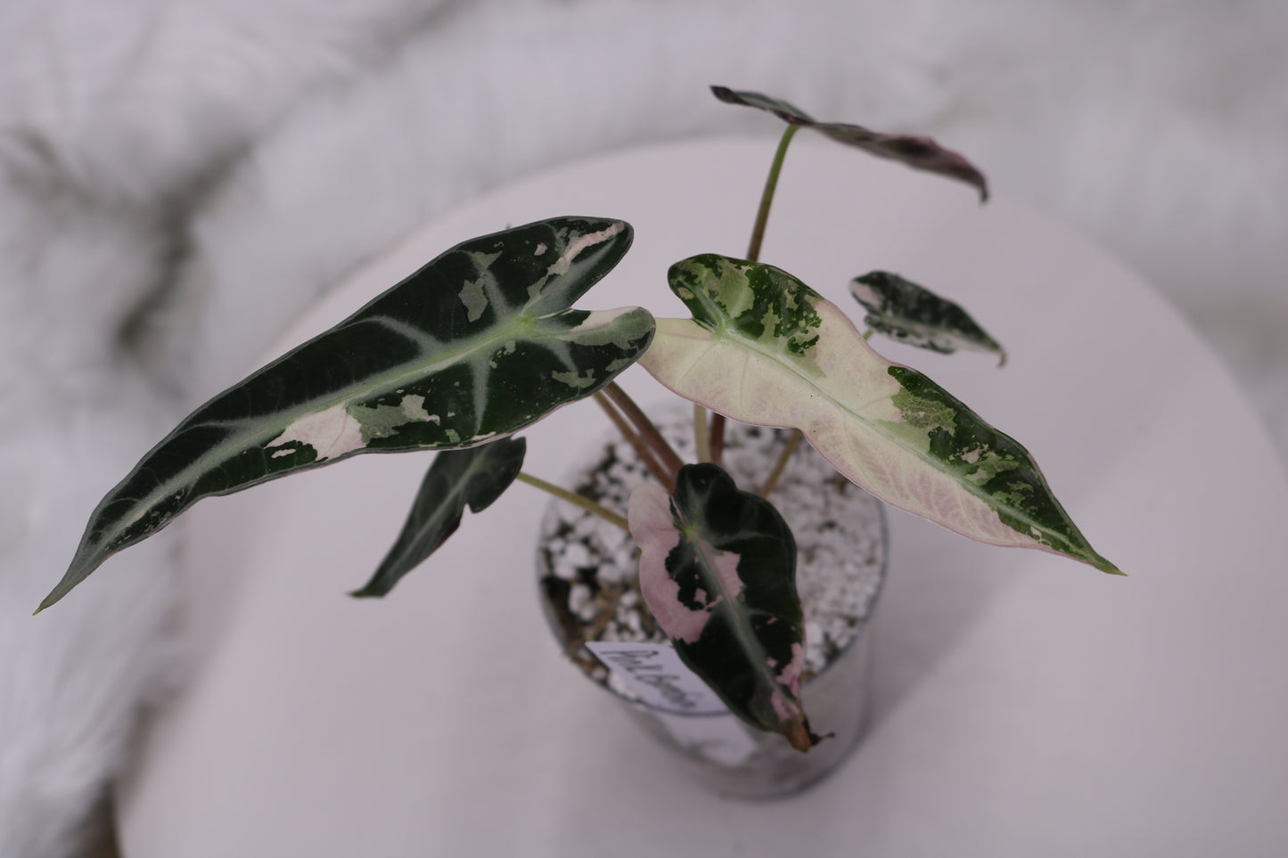 Alocasia Pink Bambino