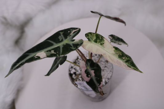 Alocasia Pink Bambino