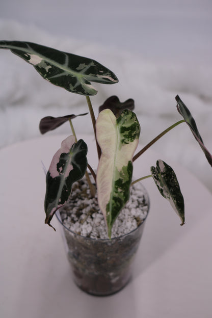 Alocasia Pink Bambino