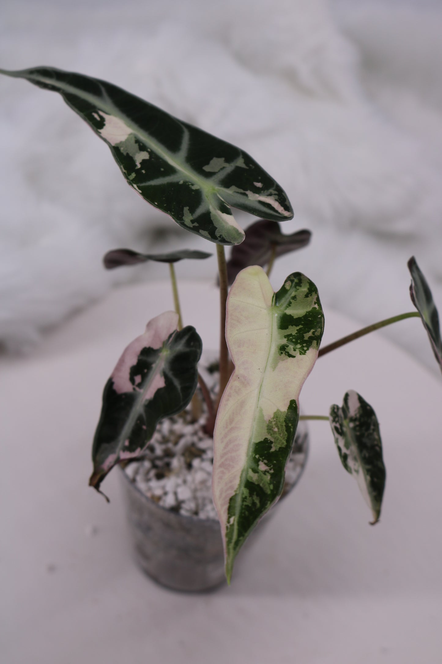 Alocasia Pink Bambino