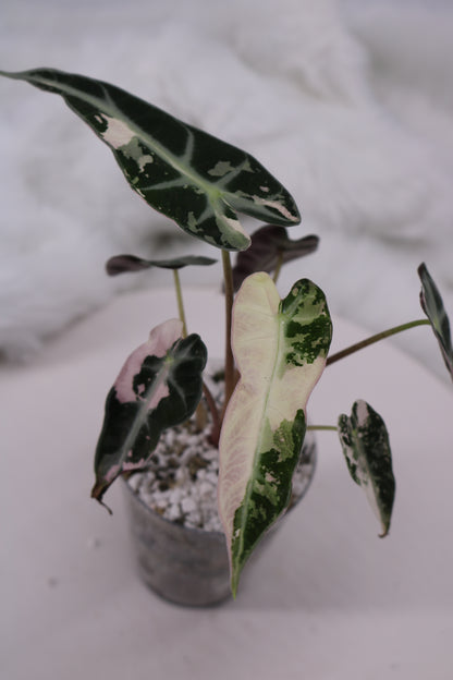 Alocasia Pink Bambino