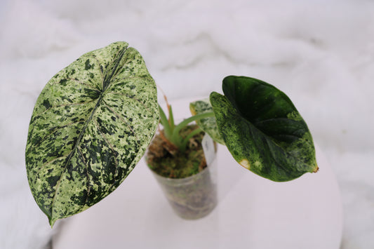 Alocasia Dragon Scale Mint