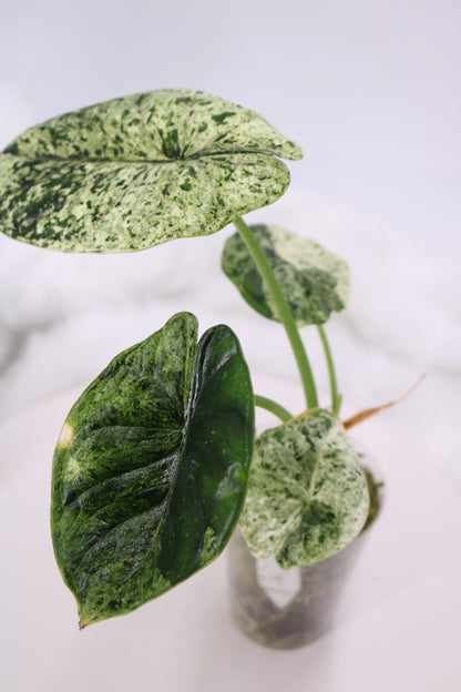 Alocasia Dragon Scale Mint