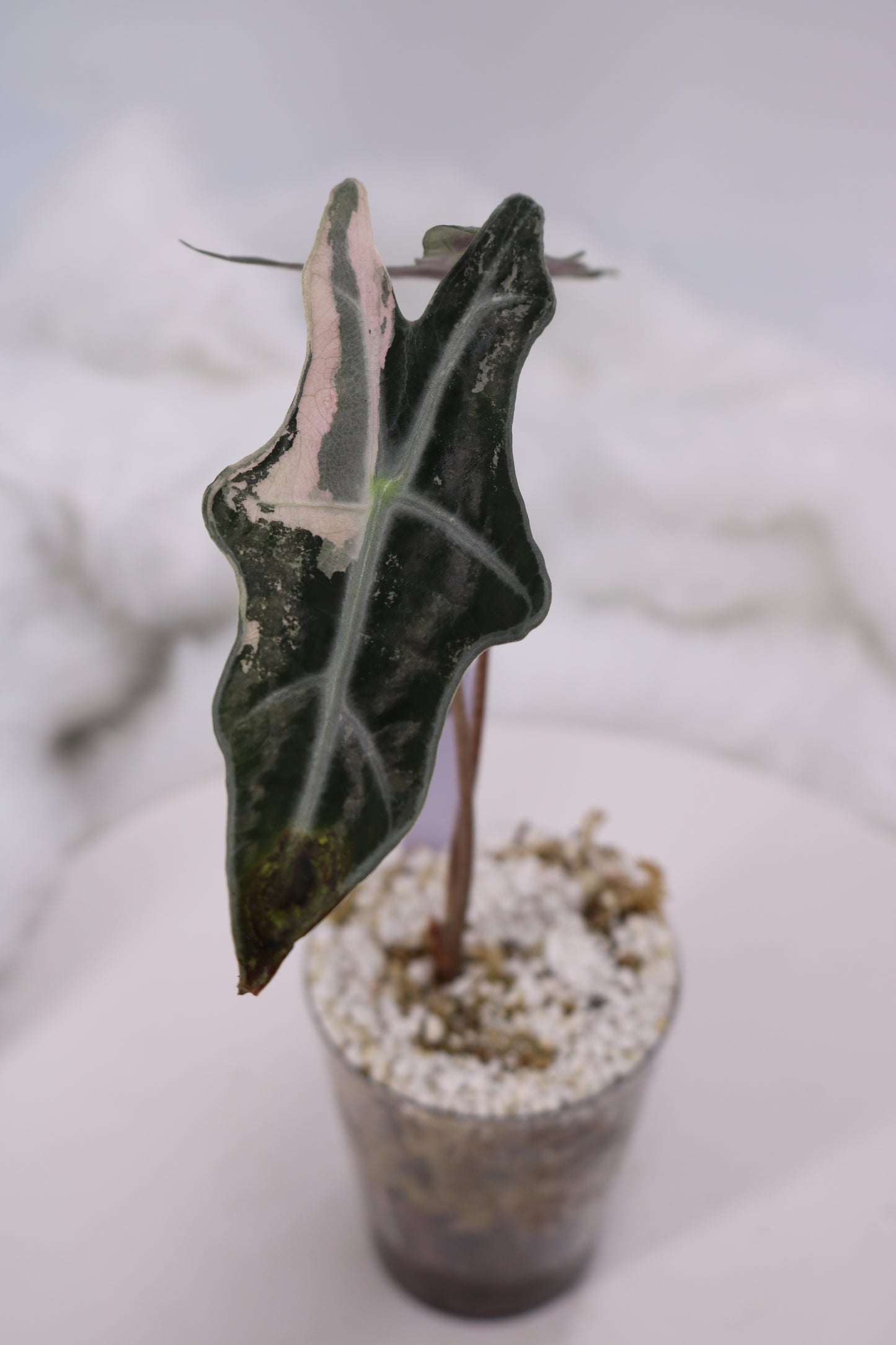 Alocasia Pink Nobilis