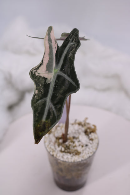 Alocasia Pink Nobilis